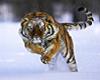 Tiger Snow by SNIPER