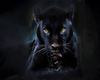 *~*The Black Panther*~*