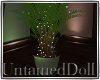{UD} Auroa Plant
