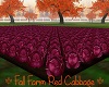 Fall Farm Red Cabbage