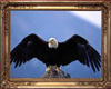 eagle picz 2 (gold frame