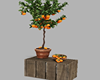 Potted Orange Tree #2