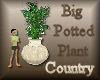 [my]Country Big Plant