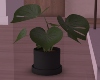 Plant "A"
