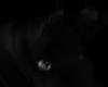 [DJ] Midnight Pony