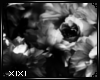 XIXI Flower Frame2