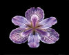 Tiger Iris Flower