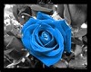 Blue Rose Club Table