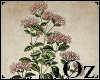 [Oz] - Picture Plant