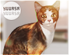 ⟢Calico Meow