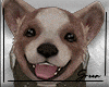 Dog Corgi Pet ~ Happy