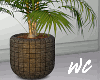 Escada Fossil Planter