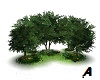 8 Pose Tree Grove