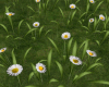 Spring Flower Daisies