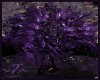 ~Z~Purple Passionat Tree