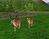 2-Running Deer's