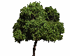 Tree Enhancement -A-