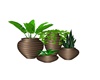 Floor Plants