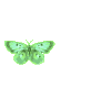 flying butterfly1