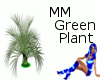 Green Zebra Plant