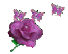 pretty purple rose with