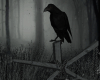 Crow Black Rain Poseless