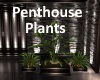 [BD]PenthousePlants