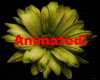 Color Animated Flower 3