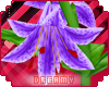 *D* Lilies in Purple