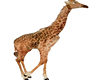 Adult Giraffe Animated