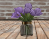 Tulips - Lilac