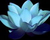 Blue Lotus