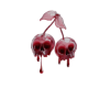 Cherry skull
