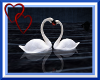 W| Wedding Swans