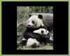 Panda Bear & Cub