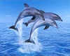 dolphin trio