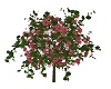 Plant Roses