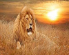African Lion background