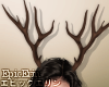 Large Antlers