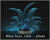 Blue love club-plant