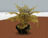 (JQ)sepia plant
