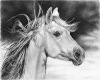 horse pencil drawing pic