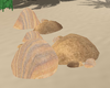 Beach Rocks