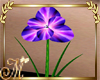 CMC purple flower plant