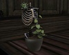 Witch Plant Skeleton