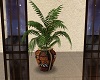 Leo African plant