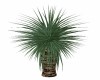 Yukka Palm Tree