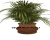 CD Old World Plant 1