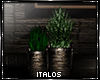IT: Felix Triple Plants
