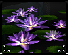 M: Illusion Lilies